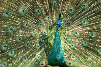 Full frame shot of beautiful peacock dancing with fanned out feathers