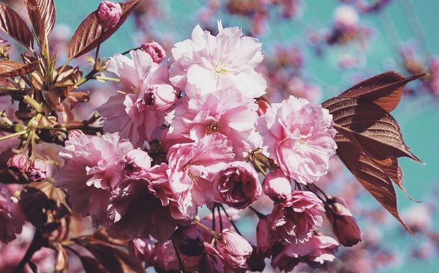 flower, freshness, fragility, growth, pink color, beauty in nature, petal, close-up, nature, focus on foreground, blooming, flower head, blossom, branch, pink, in bloom, plant, day, outdoors, leaf