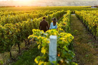 Romantic couple at sunset in a winery filed