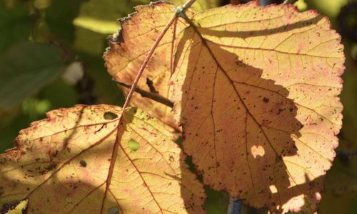 Close-up of dry maple leaves on tree