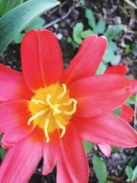 Close-up of red flower