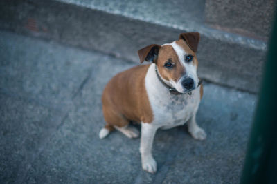 High angle portrait of dog standing on footpath