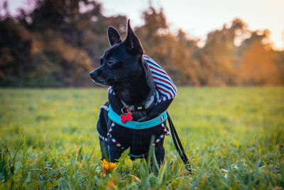 Dog in a field