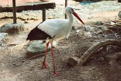 Bird on floor