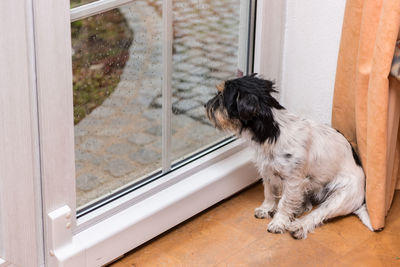 Dog looking through window