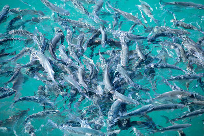 Full frame shot of fish swimming in sea