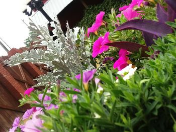 Close-up of pink flowering plants