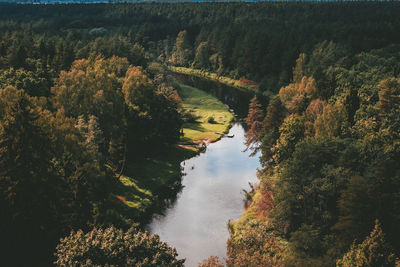 High angle view of river amidst trees in forest