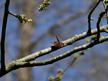 Close-up of ladybug on branch