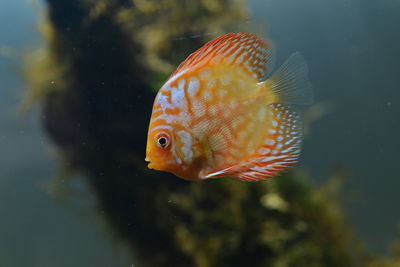 Close-up of fish swimming in sea