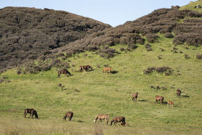 Flock of sheep grazing in field