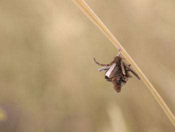 Close-up of insect