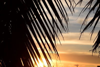 Low angle view of silhouette plants against sky during sunset