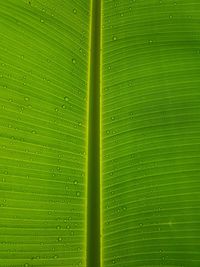 Full frame shot of green leaf