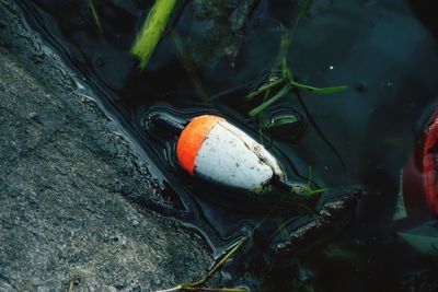High angle view of fish swimming in sea