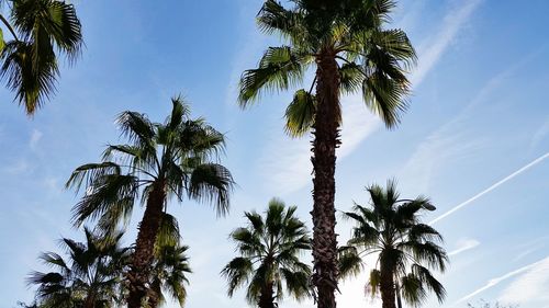 Low angle view of palm trees against blue sky