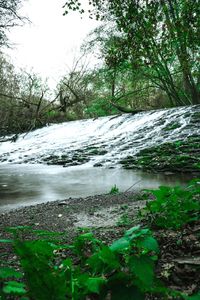 Scenic view of river flowing in forest