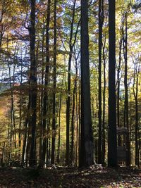 Trees in forest during autumn