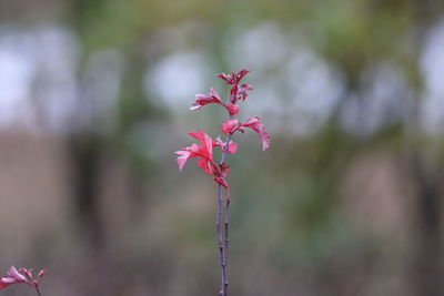 Close-up of pink flowering plant