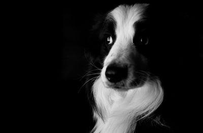 Close-up portrait of dog