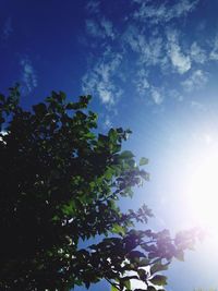 Low angle view of tree against sky