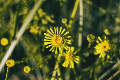 Yellow limbarda flowers seen up close on a sunny day