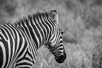 Zebra on field