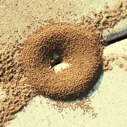 High angle view of crab on sand