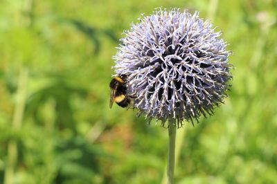 Close-up of bee on flower