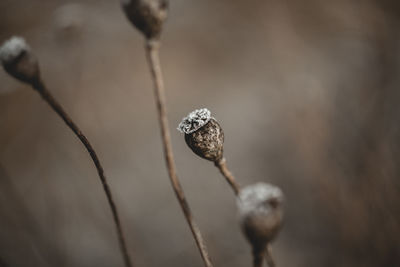 Close-up of dried plant