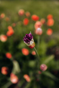 Close-up of insect on flower