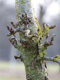 Close-up of grasshopper on tree