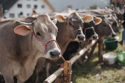 Close-up of cow