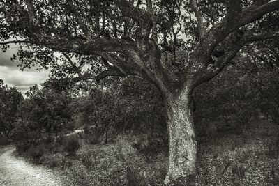 Trees on field in forest