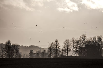 Low angle view of birds flying in sky