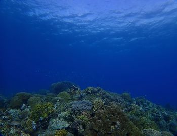 View of coral swimming in sea