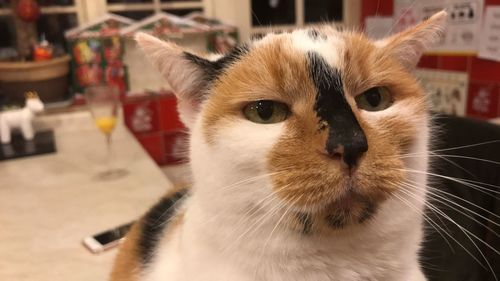 Close-up portrait of cat