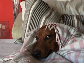 Portrait of dog resting on sofa at home