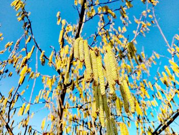 Low angle view of tree against blue sky