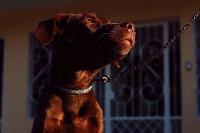 Close-up of dog tied up with chain at home