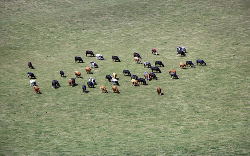 High angle view of cows in a field