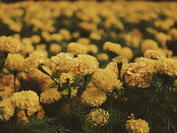 Close-up of flowers