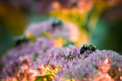 Close-up of bee on purple flower