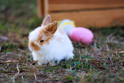 Rabbit on field