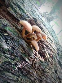 Close-up of mushrooms on tree trunk