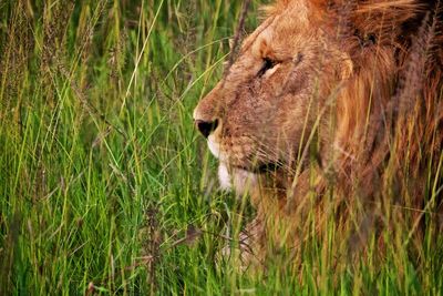 Close-up side view of a lion