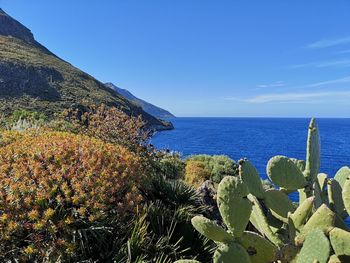 Cactus growing by sea against blue sky