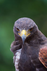 Close-up portrait of eagle