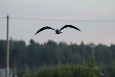 Bird flying in sky