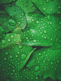 Full frame shot of raindrops on leaves